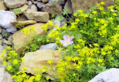 Y a des p'tites fleurs