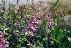 Quelques fleurs