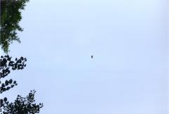  Are the eagles coming?