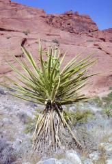  Great Basin