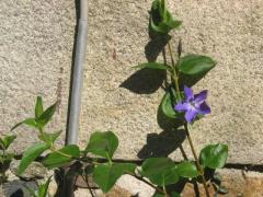 Petite fleur