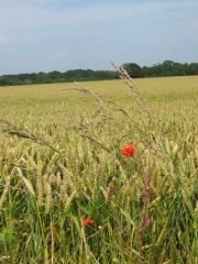 Pastorale