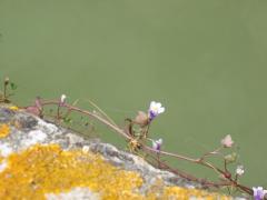 Pierre en fleur
