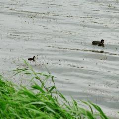 Canard (temps de)