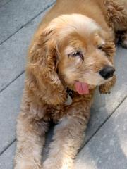 Un temps de (petit) chien
