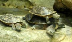 Phrynops hilarii