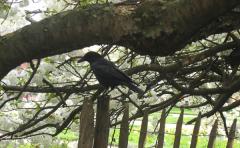 Corbeau dans un cerisier en fleur (photo couleur)