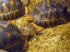 D'autres tortues