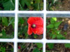 Une fleur à l'ombre