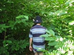 Promenons-nous dans les bois...